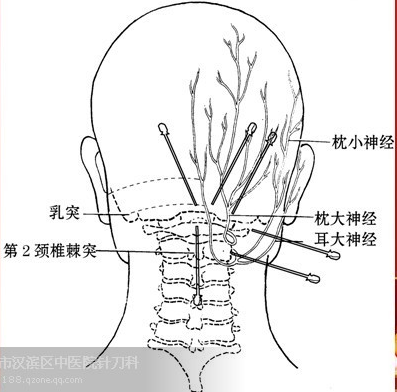 枕外隆突.bmp